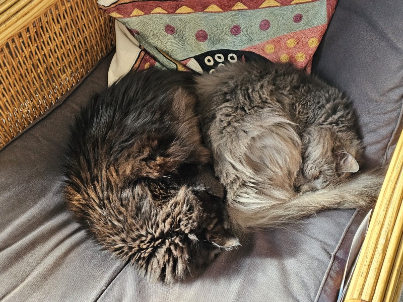 Tales and Tails and NMCs  -  the Excellent Cats March On