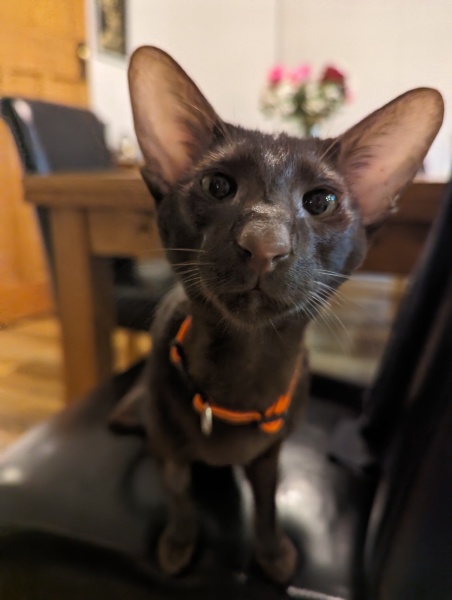 Collar after castration