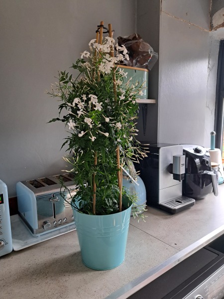 Jasmine plant tips