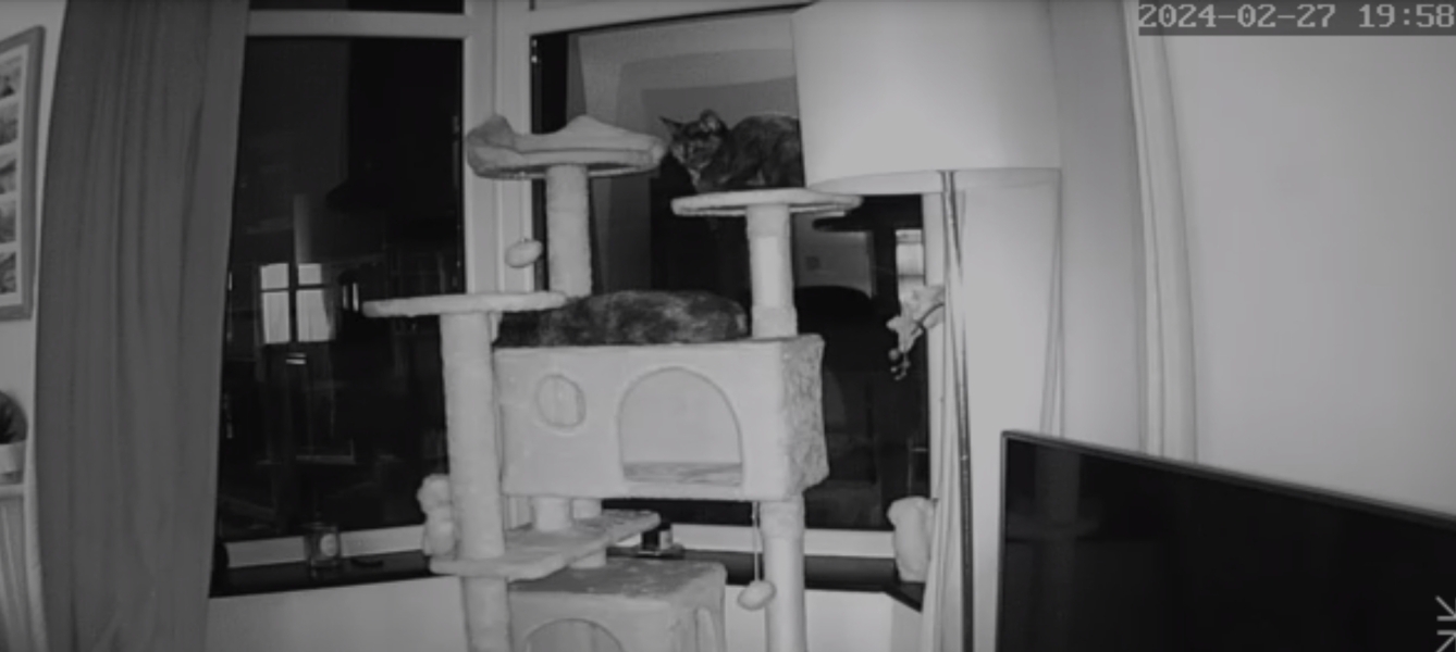 Tips to make my new 10mth kittens feel safe