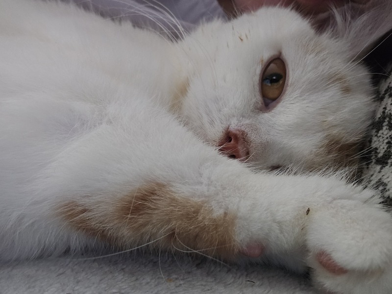 Advice needed for situation with poorly cat