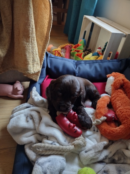 Puppy Survival Thread - for old and new pups heading into winter