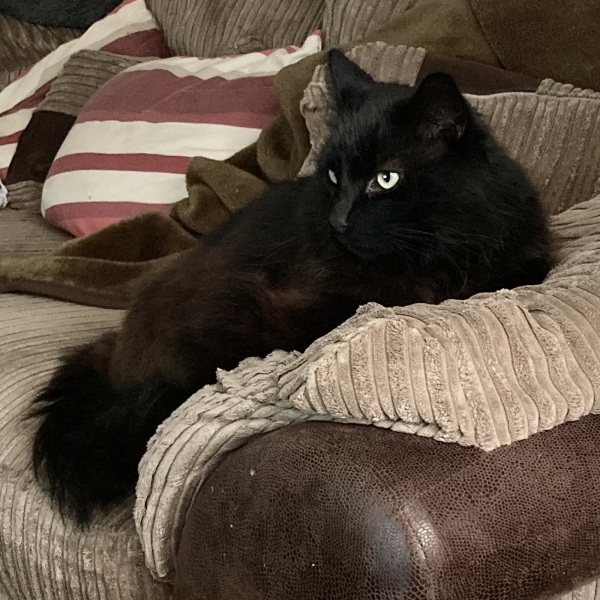 Tales and Tails and NMCs  -  the Excellent Cats March On