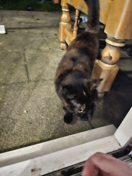 Advice needed for situation with poorly cat
