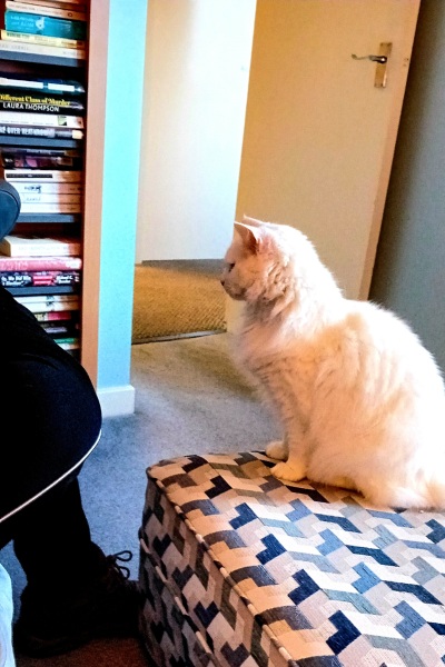 Tales and Tails and NMCs  -  the Excellent Cats March On