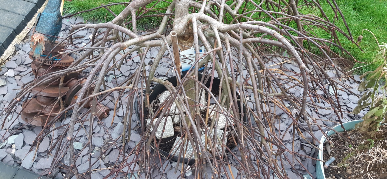Pruning a salix ( willow)