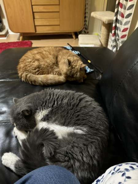 Cheddar & Pickle.