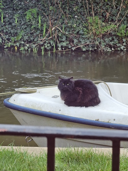 Tales and Tails and NMCs  -  the Excellent Cats March On