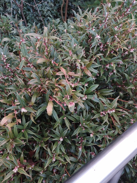 Does anyone know what this plant is?