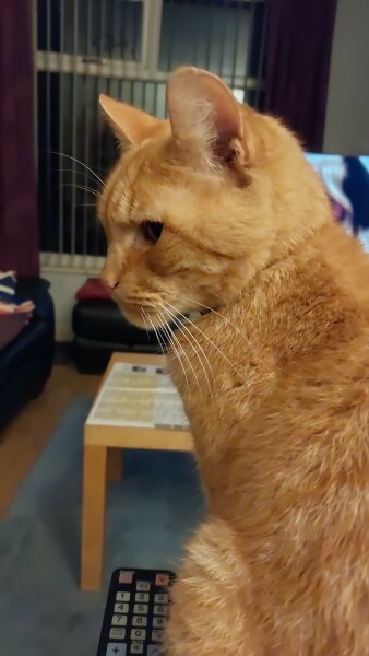 How on earth do I get this cat into a carrier