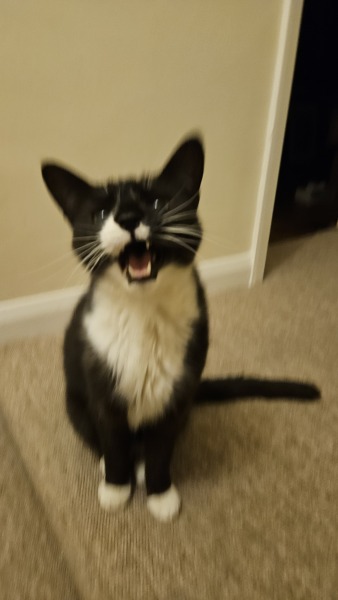 Cats are never sorry
