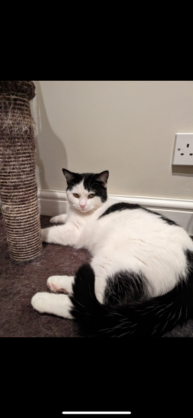 New cat mum - clueless