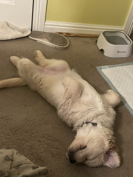 What do I need to know about getting a golden retriever?