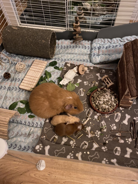 Shit... 99% sure Guinea Pig is pregnant