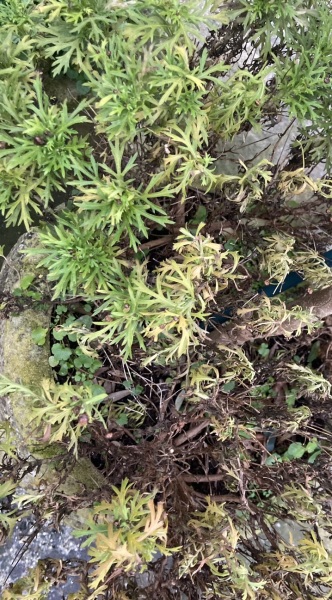 Prune Sad Marguerites or Dump?