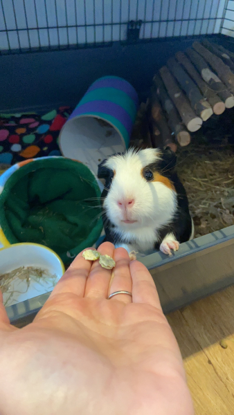 Timid Guinea Pigs - advice please!