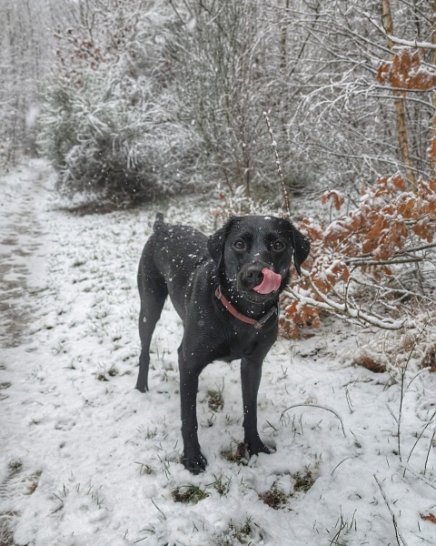 Puppy Survival Thread - for old and new pups heading into winter