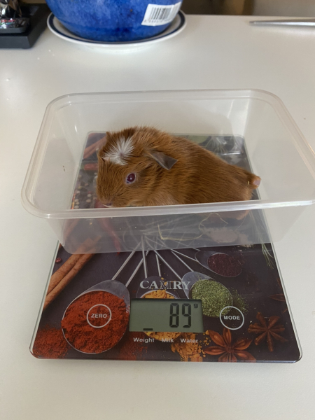 Shit... 99% sure Guinea Pig is pregnant