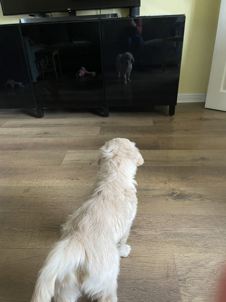 What do I need to know about getting a golden retriever?