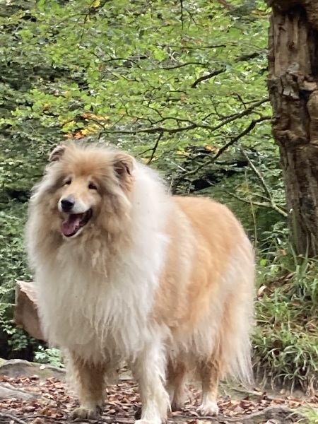 Dog appreciation post