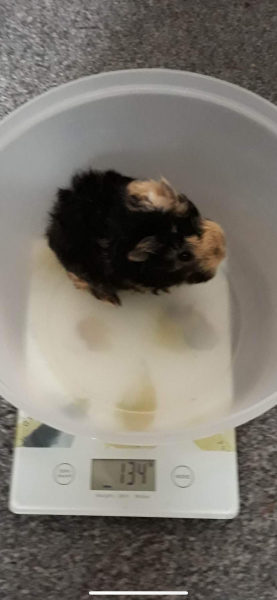 Shit... 99% sure Guinea Pig is pregnant