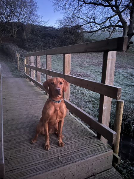 What does your Labrador weigh?