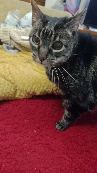 Is anyone else’s cat quite concerned when their owner goes for a bath?