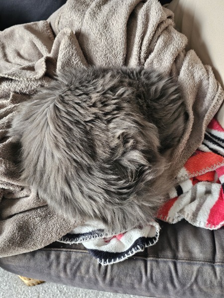 If you have a cat, how much time do they spend sleeping/relaxing?