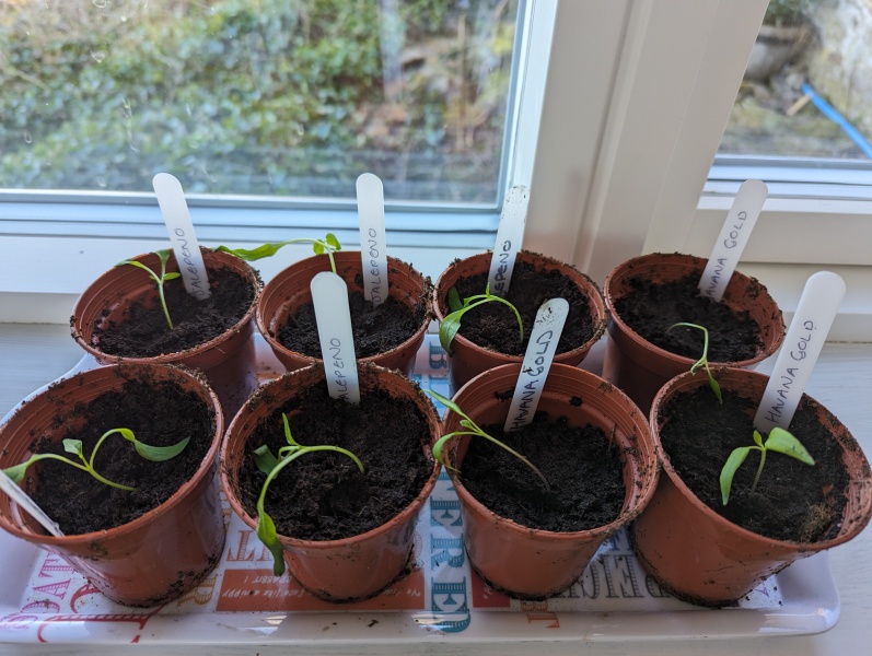 What have you done in the garden today? Part 3
