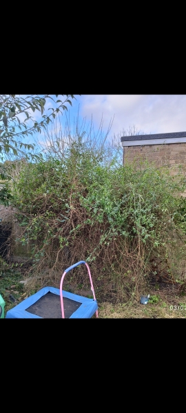 Pruning intertwined climbers - can I sort this or do I need a proper gardener?