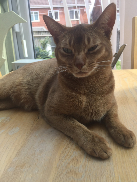 Any Abyssinian experiences to share?