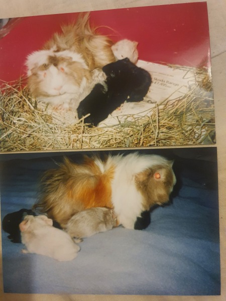 Shit... 99% sure Guinea Pig is pregnant