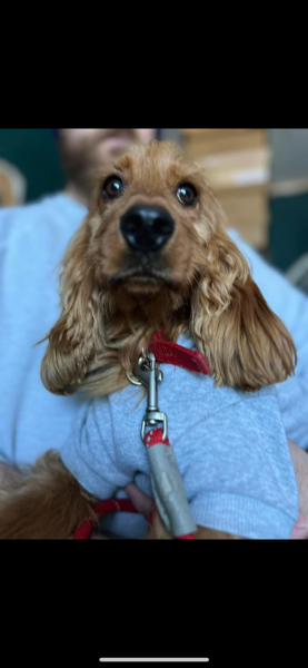 Reputable dog rescue centres - Norfolk or surrounding areas