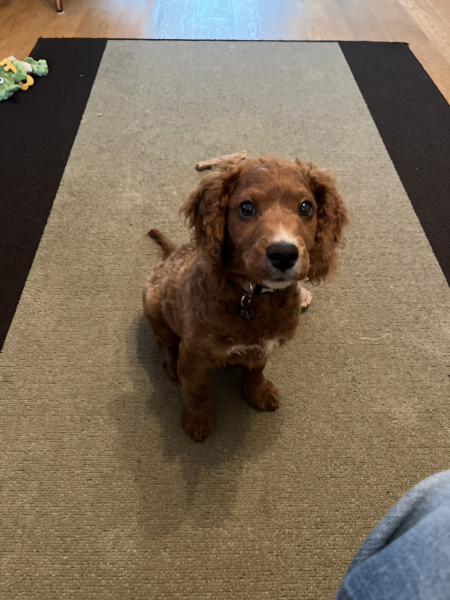 Dog appreciation post