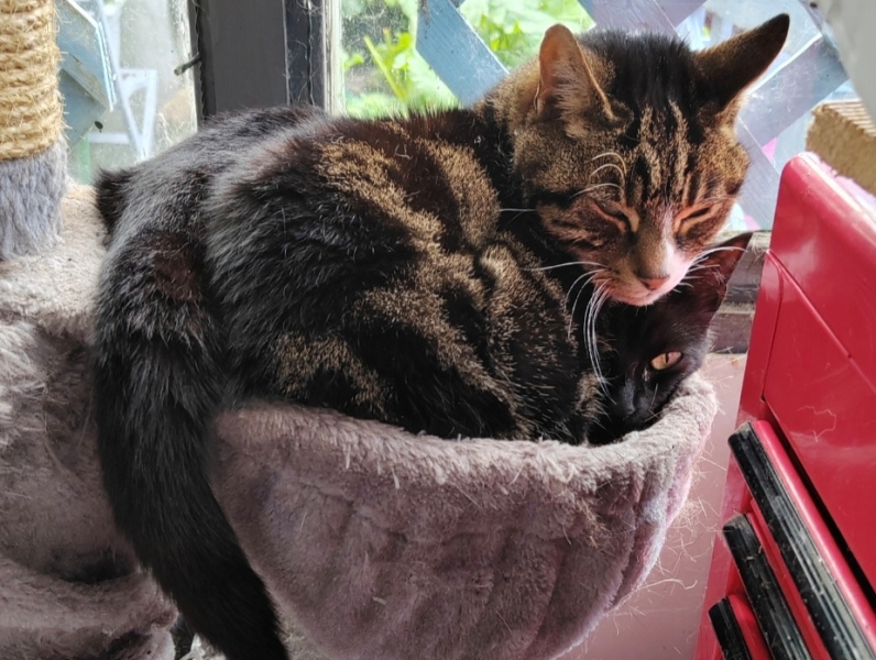 Resident cat and new kitten.