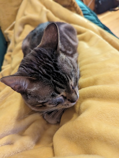 Tales and Tails and NMCs  -  the Excellent Cats March On
