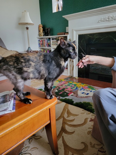 new cat always hungry