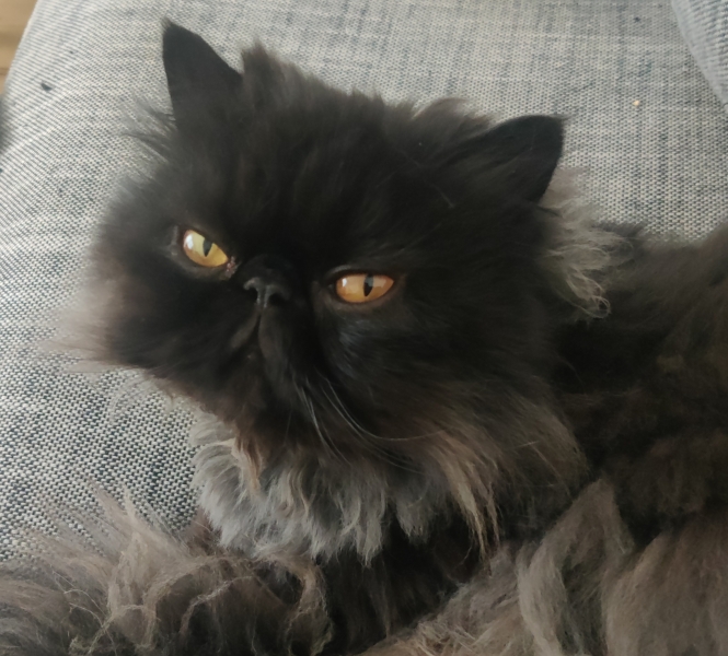 Possibly adopting a Persian cat...
