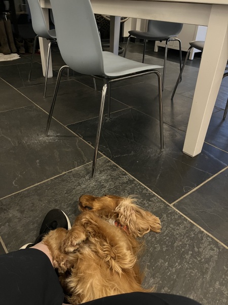Dog appreciation post