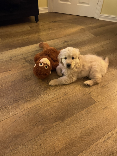 What do you wish you'd known before getting a puppy?