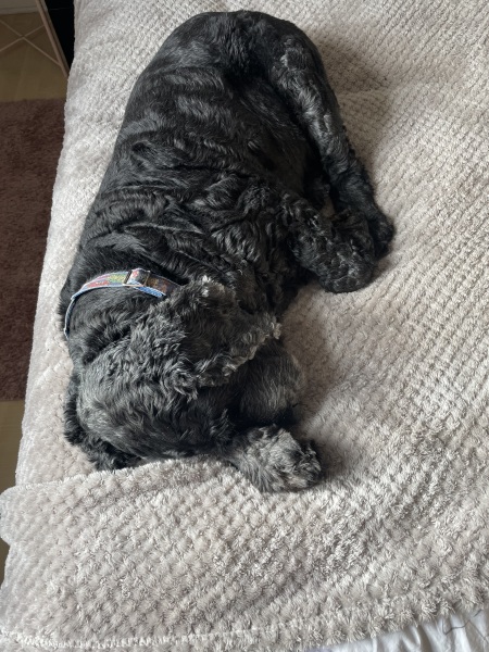 Dog appreciation post