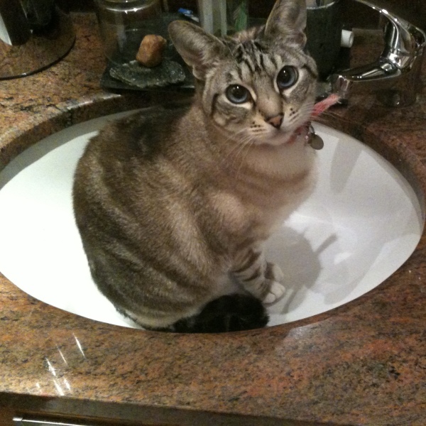 What is the evolution of your cat’s nicknames?