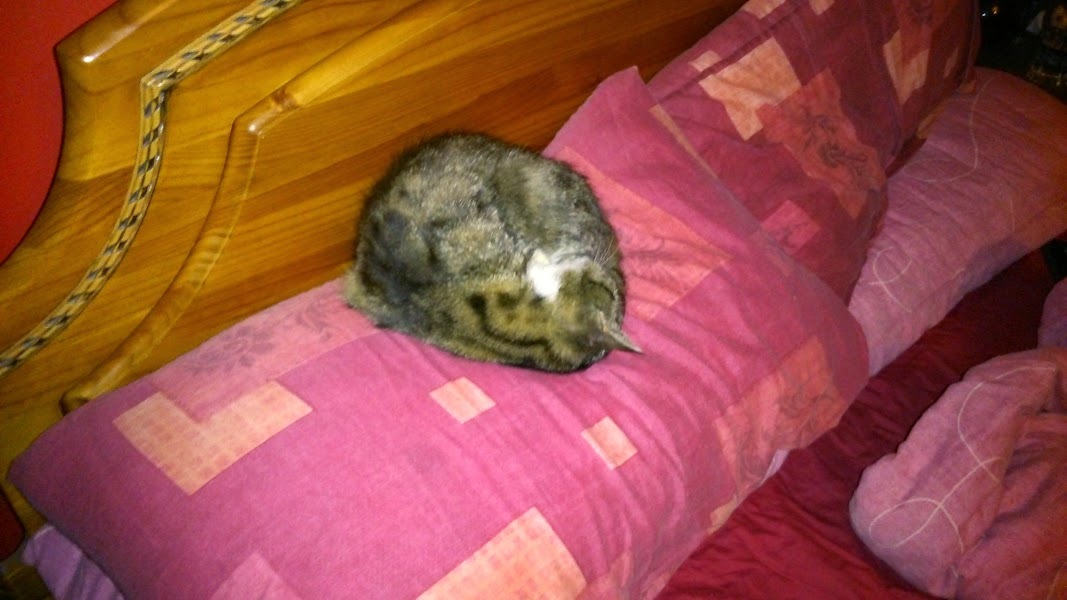 Where did you get your cat/s from?