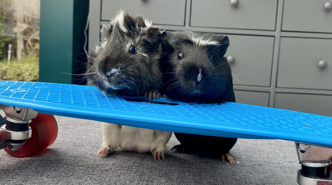 Shit... 99% sure Guinea Pig is pregnant