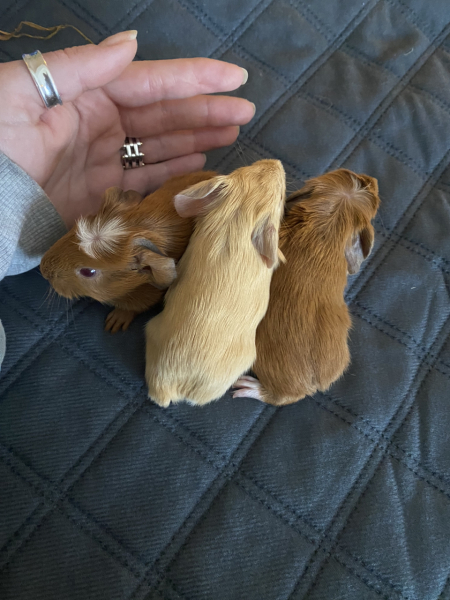 Shit... 99% sure Guinea Pig is pregnant