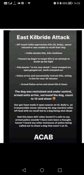 XL bully dogs and Scotland