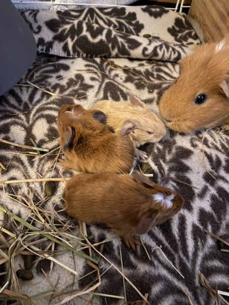Shit... 99% sure Guinea Pig is pregnant