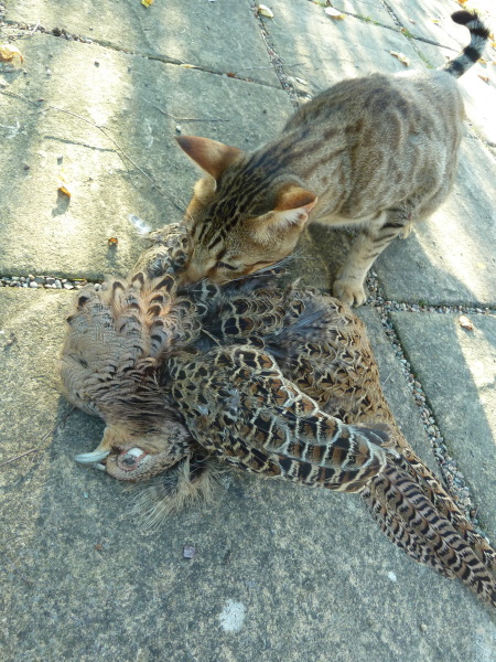 Any Abyssinian experiences to share?