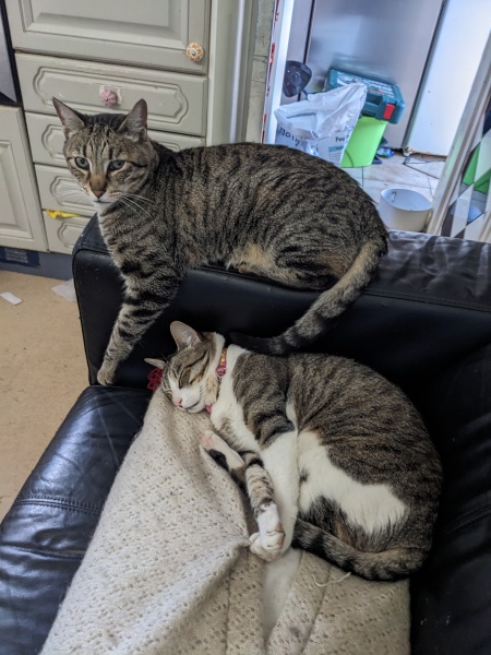 Cat pissing all over the house