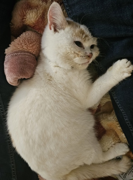 Advice needed for situation with poorly cat